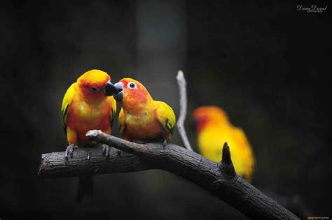 Free Download White Love Birds Wallpaper Viewing Gallery 1600x1000