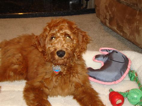 Irish Doodle Dog Breed Information Pictures And More