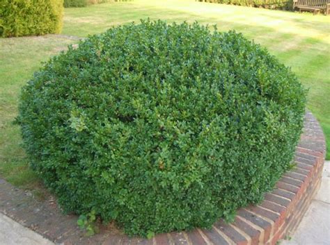 Common Box Buxus Sempervirens