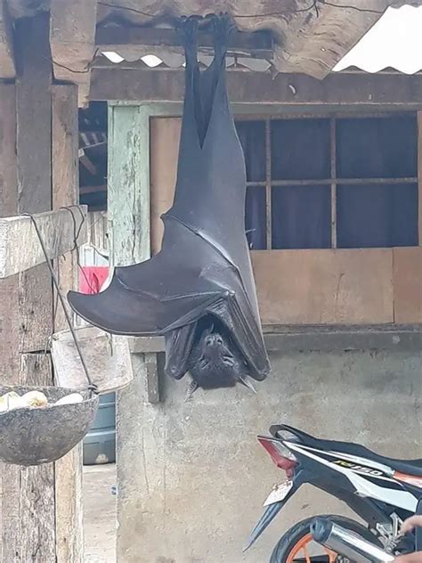 Giant Bats From The Philippines Scare People From Social Media
