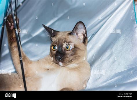 A Little Male Tabby Cat Lying Eye Contact Stock Photo Alamy