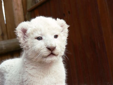 White Lion Cub Free Stock Photo Public Domain Pictures