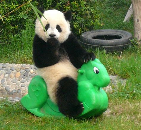 Panda Daycare Centers Really Do Exist And No Youre Not Dreaming