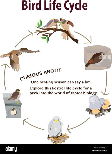 Bird Life Cycle Diagram