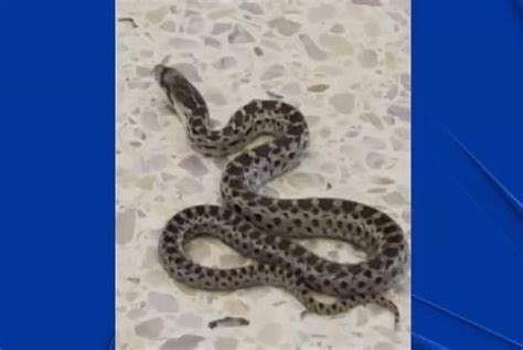 Watch Loose Snake Captured In Baggage Claim Area At California Airport