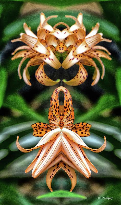Double Tiger Lily Pareidolia Photograph By Constantine Gregory Pixels