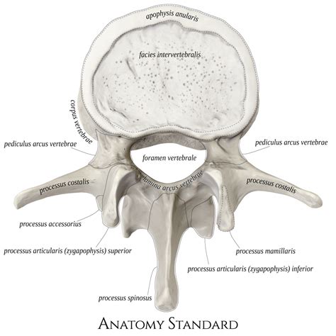 Anatomy Standard Drawing Lumbar Vertebra Superior View Latin