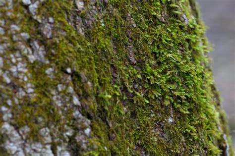 Free Picture Tree Trunk Moss