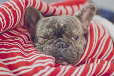 Bulldog allergies may come from allergens found in dust particles, fleas, and food. French Bulldog Allergies- How To Know If Your Dog Suffers ...