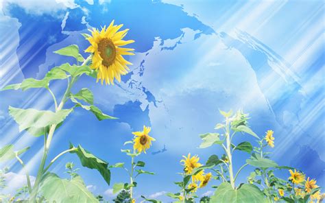 Anime Sunflowers Wallpapers Wallpaper Cave