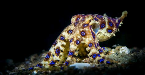 Top 5 Most Poisonous Sea Creatures