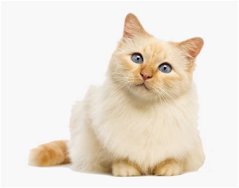 Cute Cat No Background Hd Png Download Kindpng