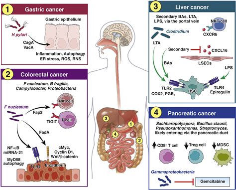 Cancer And The Microbiome—influence Of The Commensal Microbiota On