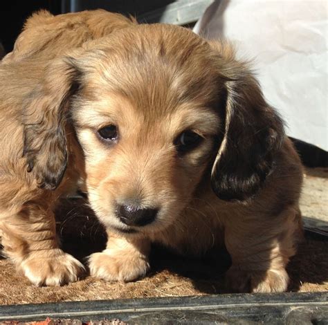 Should there not be any dachshund puppy listings shown, please complete the form accordingly to register your interest in buying an dachshund. Cooper, longhaired shaded cream miniature dachshund ...
