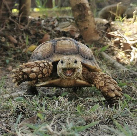 This Turtle Is Very Happy 9gag Pet Turtle Cute Tortoise Tortoise