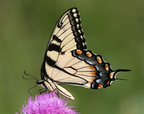 Eastern Tiger Swallowtail An Eastern Tiger Swallowtail Flickr