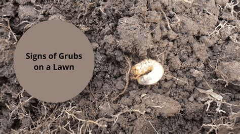 Top 4 Signs Of Grubs On A Lawn