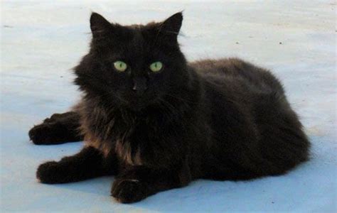 Black Cat Green Eyes Fluffy Cat Fluffy Black Cat Cats