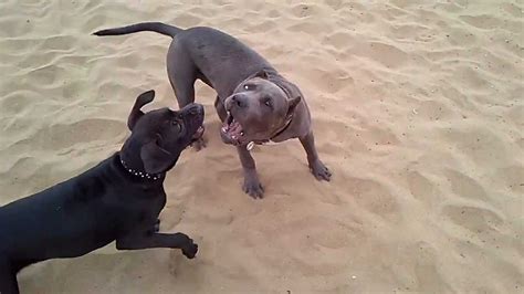 5 Month Pit Bull Puppies Fighting Youtube