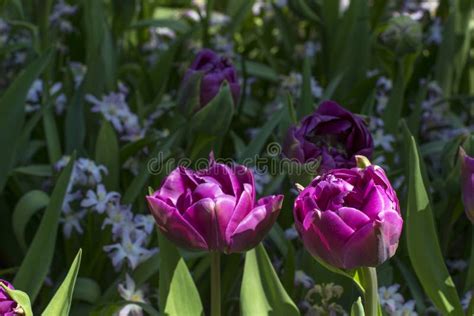 Two Beautiful Purple Tulips In The Sunlight In Spring Field With