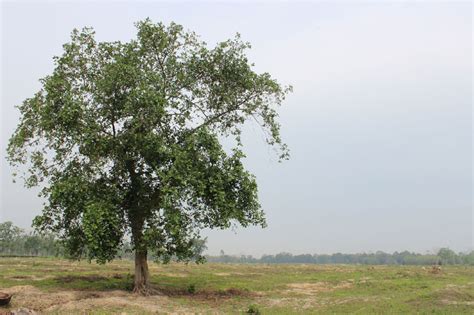 An Isolated Ficus Tree In Assam India Download Scientific Diagram