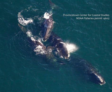 Rare Sighting Of Bowhead Whale Off Cape Cod Us Harbors