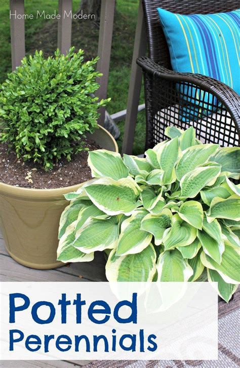 Perennial Plants For Pots Potted Plants Outdoor Potted