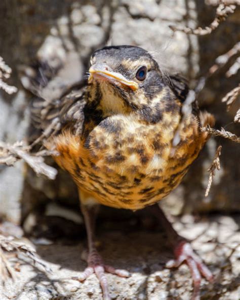 American Robin Fledgling Stock Photos Pictures And Royalty Free Images