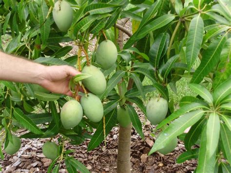 How To Grow Mango Trees In Container Mango Tree Mango Potted Trees