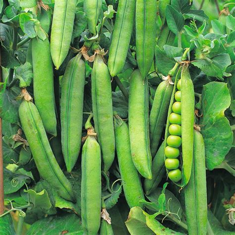 Pisum Sativum Subsp Arvense L Field Pea In Gardentags Plant