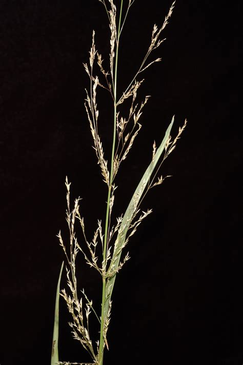 Agrostis Stolonifera Poaceae