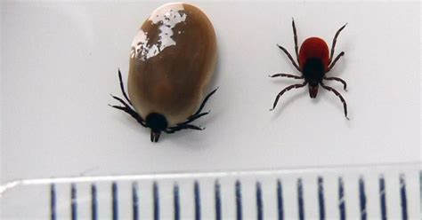 Horror Summer Of Blood Sucking Ticks That Can Cripple And Blind You