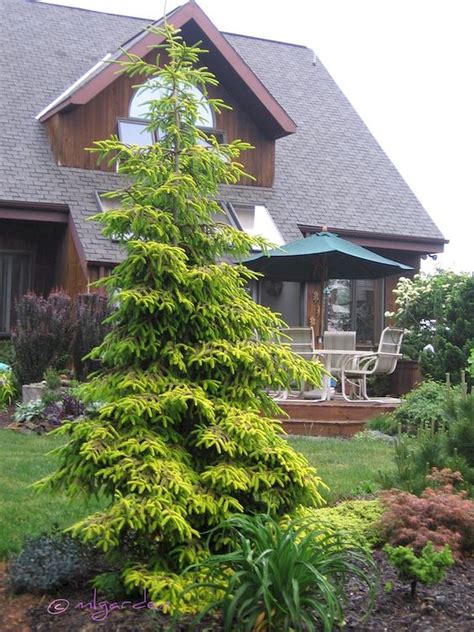 Adorable 60 Beautiful Front Yards And Backyard Evergreen Garden Design
