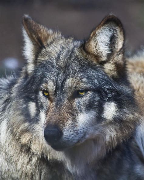Call Of The Wild Wolf Center In Julian Helps Reintroduce Rare Breed