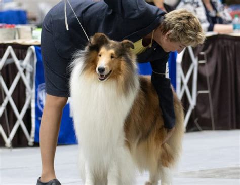 About Collie Club Of America National