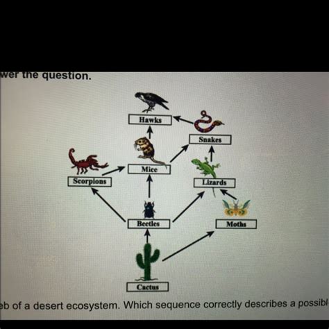 The Diagram Shows The Food Web Of Desert Ecosystem Which Sentence