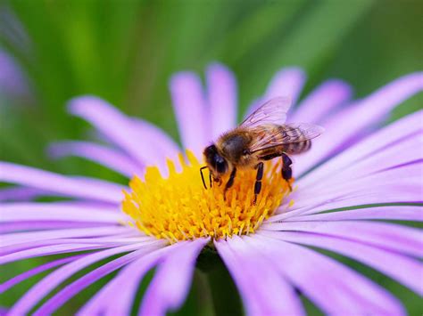 Make A Bee Friendly Garden Saga