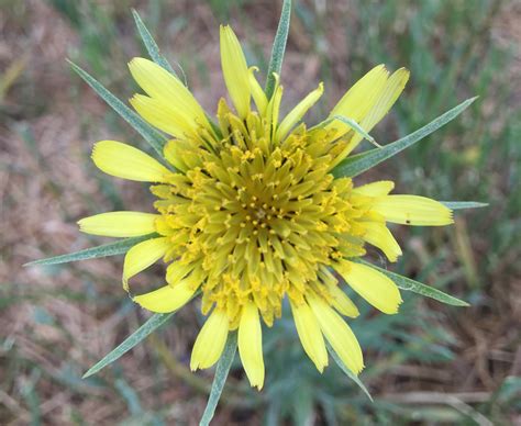Yellow Salsify Colorados Wildflowers