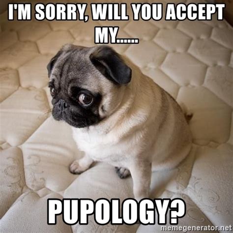 Im Sorry Will You Accept My Pupology Sadd Puppy Face Meme