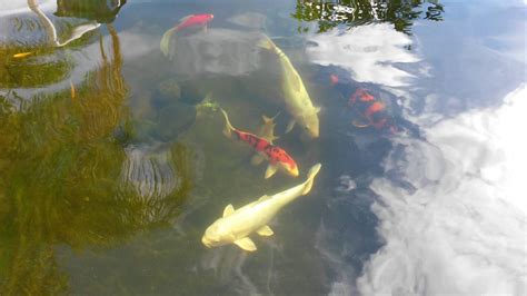 This will provide enough space for at least 6 fish (3. My 2000 gallon koi pond - YouTube