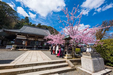 2 Day Kyoto Japan Cherry Blossom Itinerary Travel Caffeine