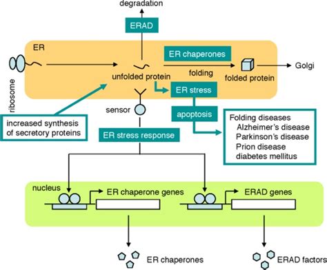 The Er Stress Response The Er Stress Response Is A Cytoprotective