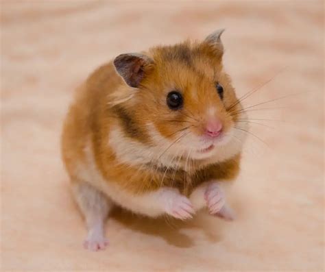 Are Hamsters Good With Other Hamsters Explained Animals Hq