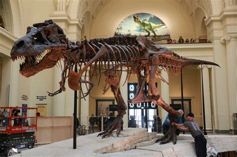 Field Museum Begins To Move Sue The T Rex Photos Curbed Chicago