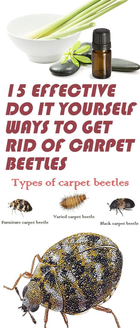 How To Get Rid Of Carpet Beetles Naturally Mediasi