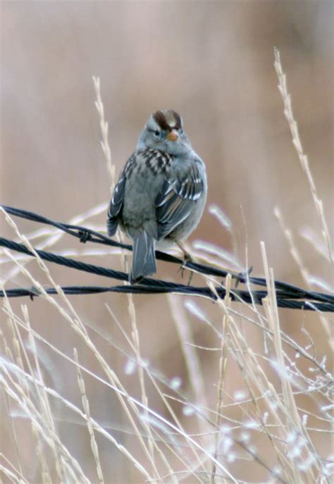 Steves Birdn Blog February 2012 Bird Of The Month White Crowned Sparrow