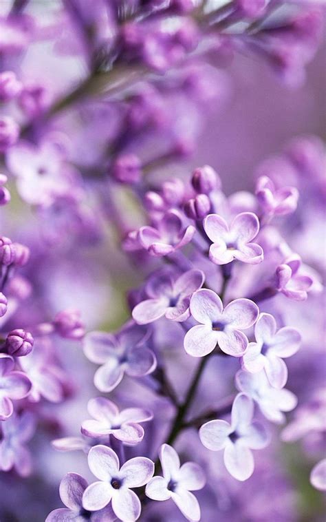 Purple Flower Wallpaper Purple Flowers Wallpaper Beautiful Flowers Wallpapers Lilac Flowers