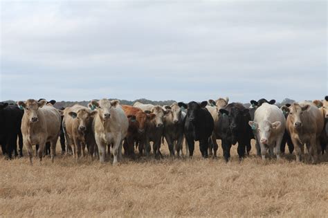 Managing And Measuring Reproduction In The Beef Cow Herd Alabama