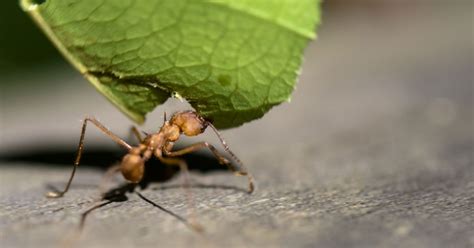 Leafcutter Ant Facts For Kids And Adults Pictures And Videos