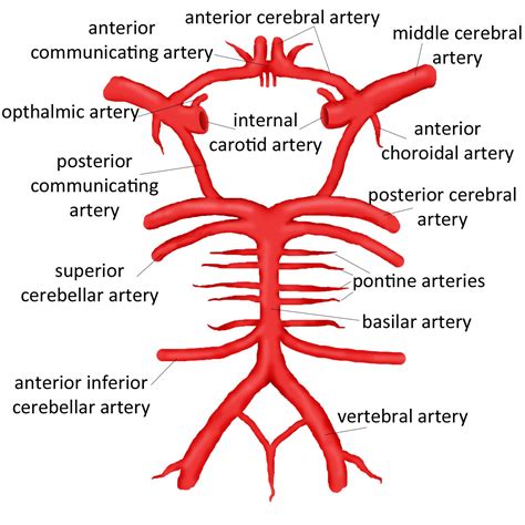 Displayfileasp 1500×1500 Circle Of Willis Arteries Anatomy